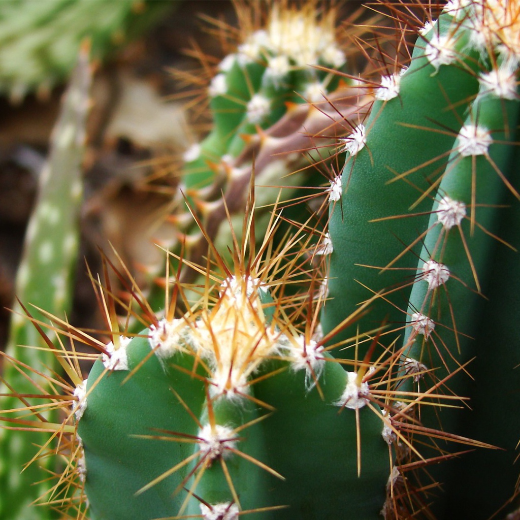 Колючие зеленые кактусы