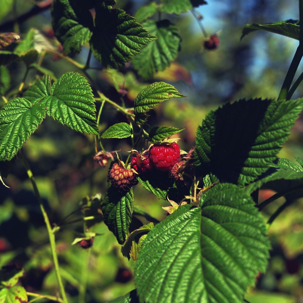 Малина созревает на кустах
