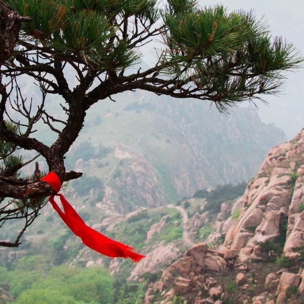 Красная лента на хвойном дереве