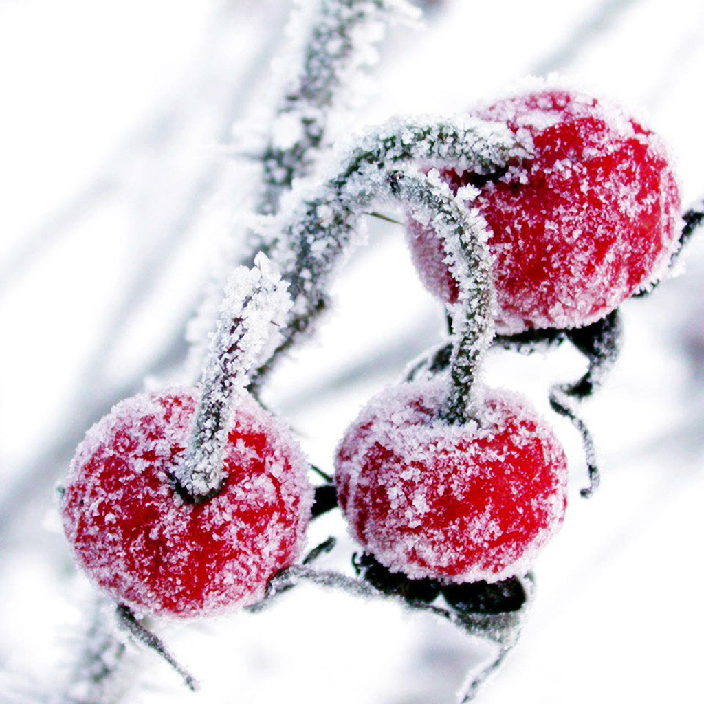 Красные ягоды в снегу