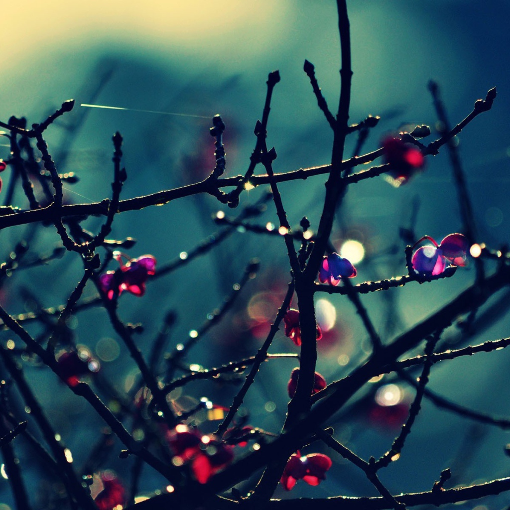 Красные цветы на голых ветках