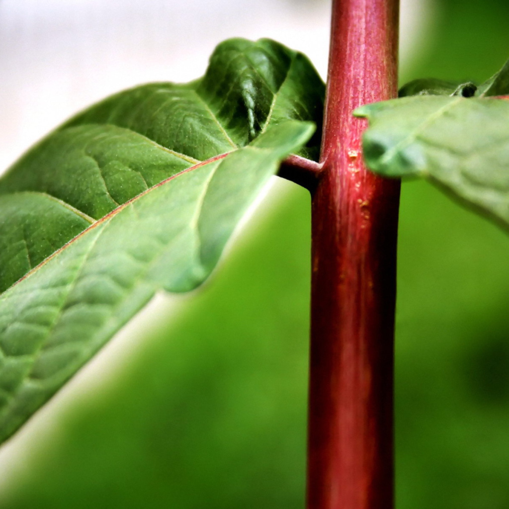 Красный стебель