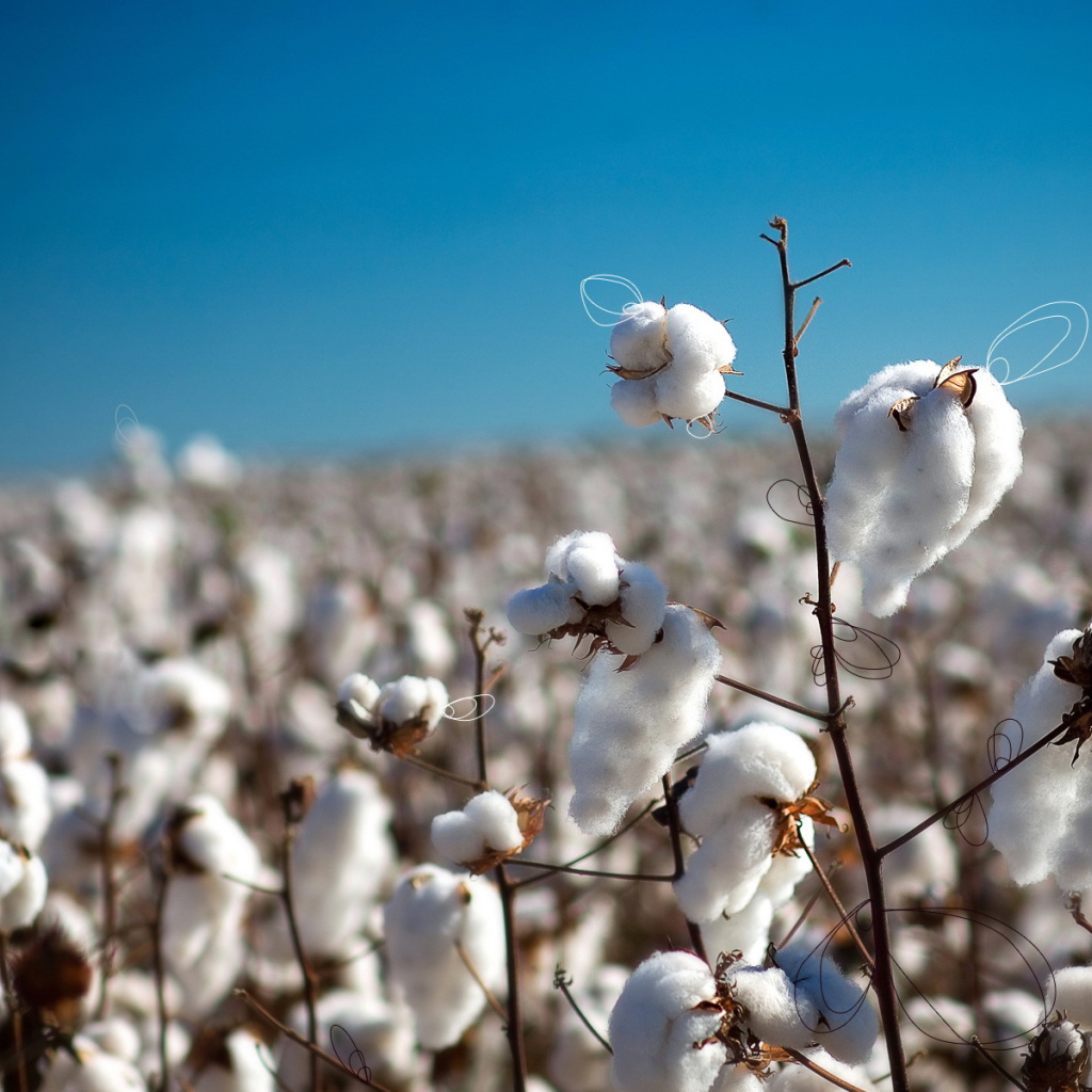 Созревший хлопок