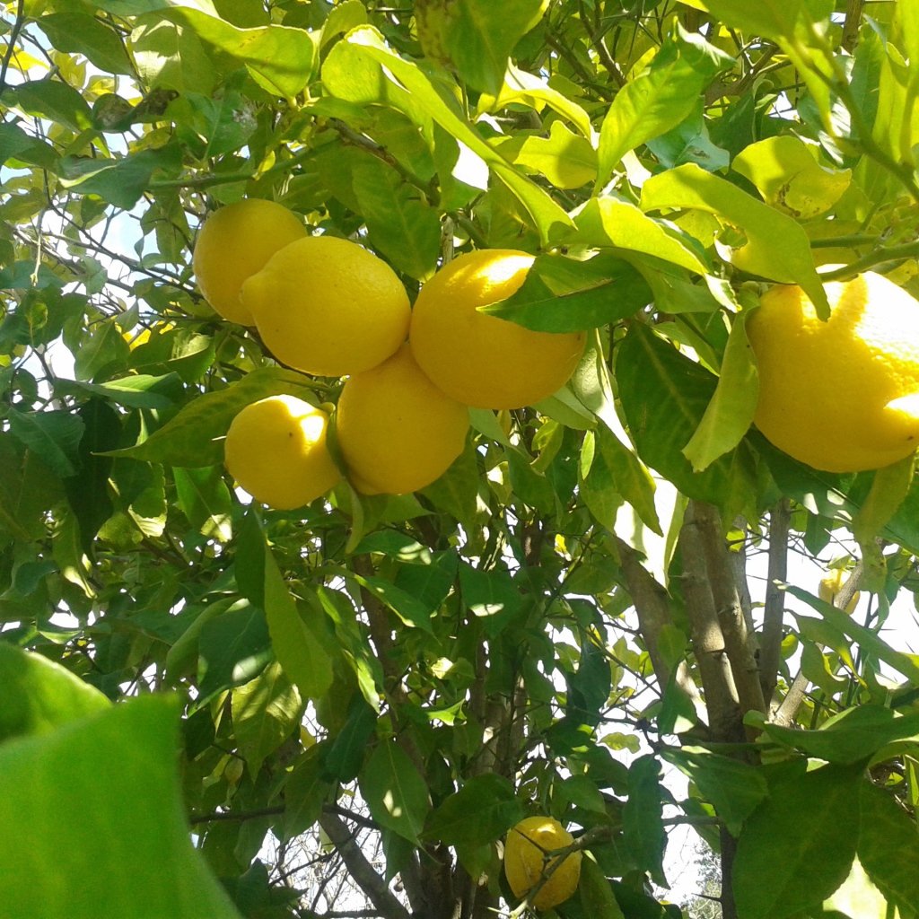 Спелые лимоны на ветках