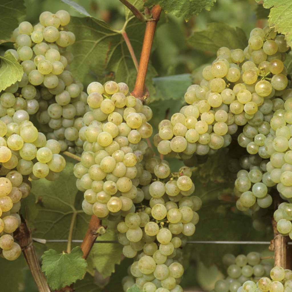 Созревший белый виноград