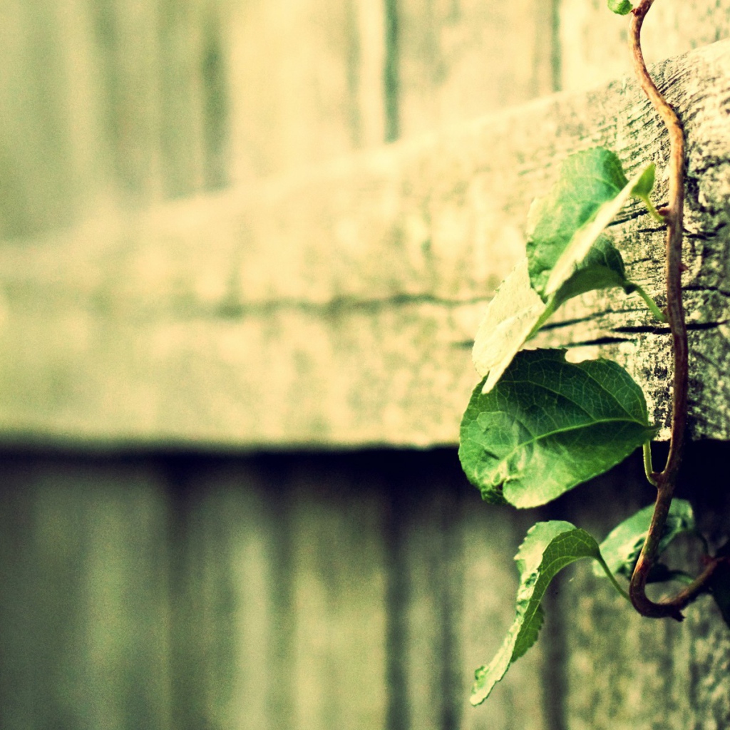 Росток вьется по деревянному забору