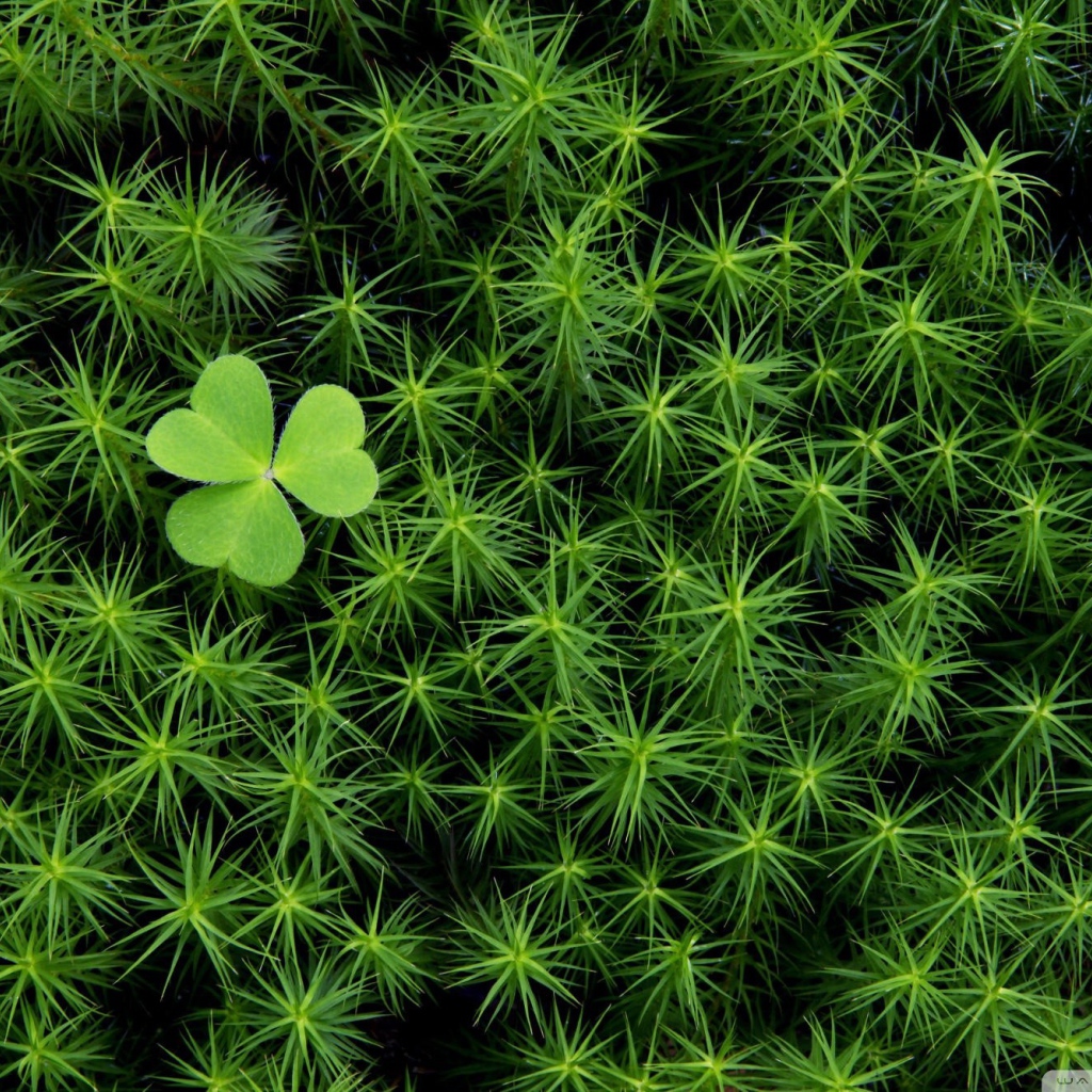 Трилистник среди густой травы