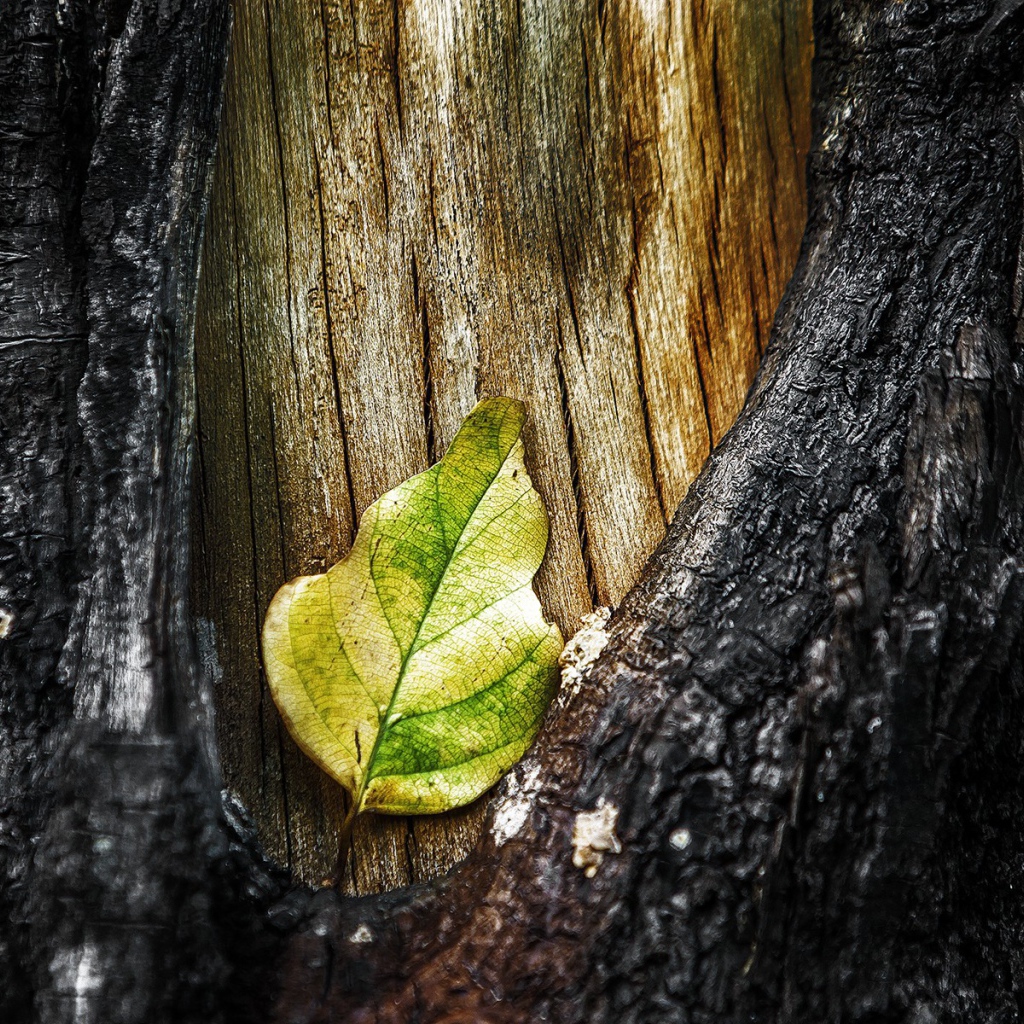 Лист в разрыве коры дерева