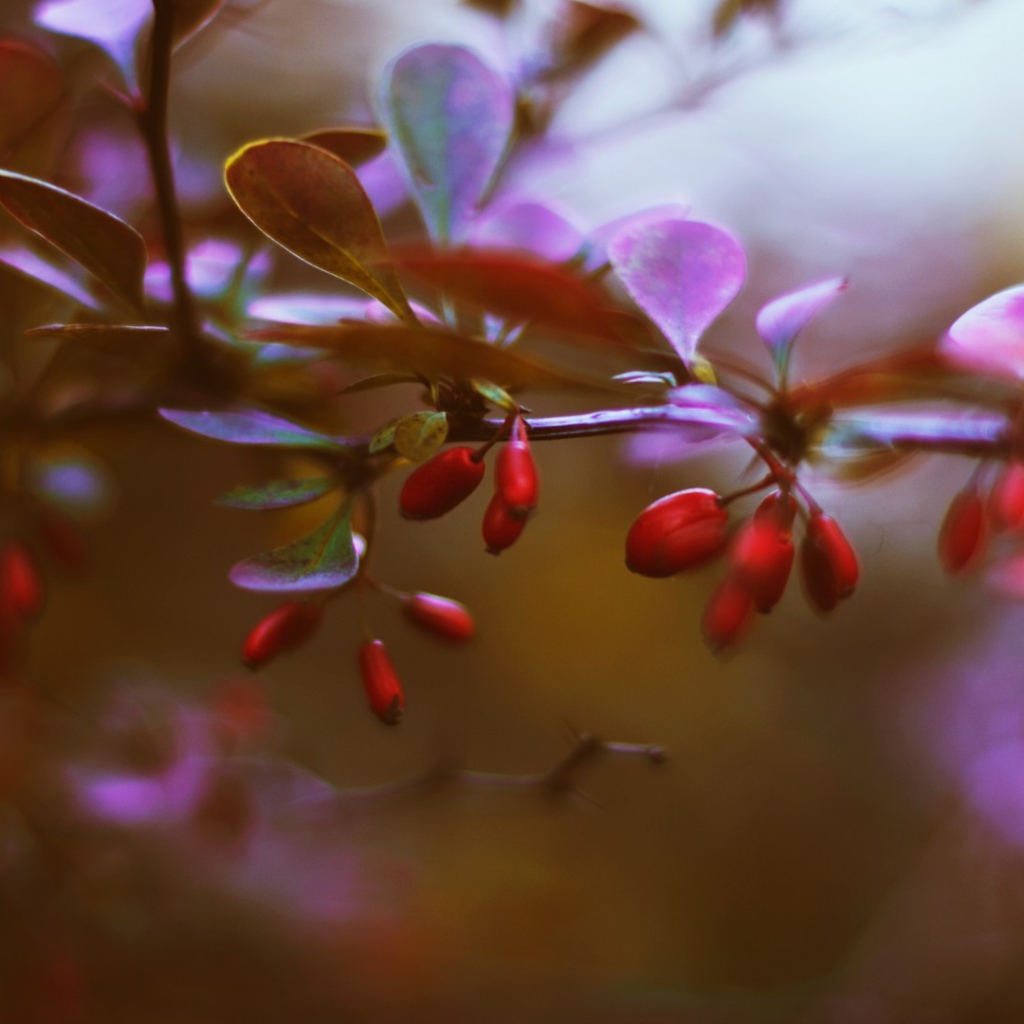 Маленькие красные ягоды на ветке