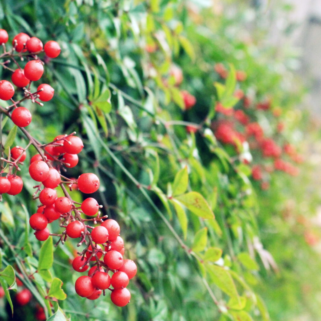 Маленькие красные ягоды на кустах