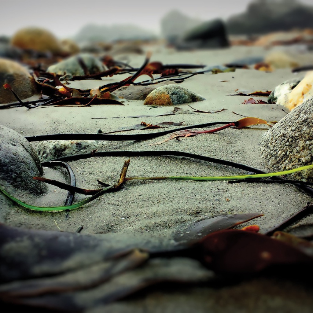 Скудная растительность на камнях скал