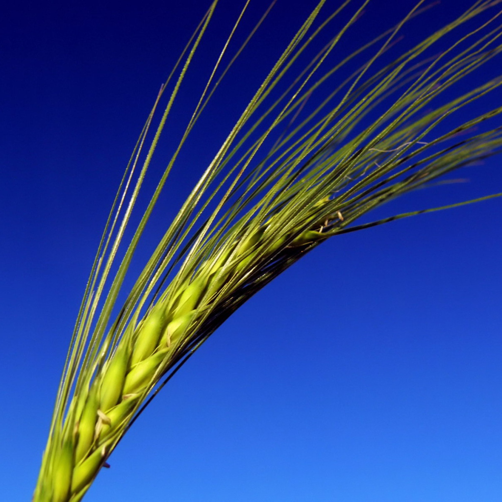 Колос на синем фоне