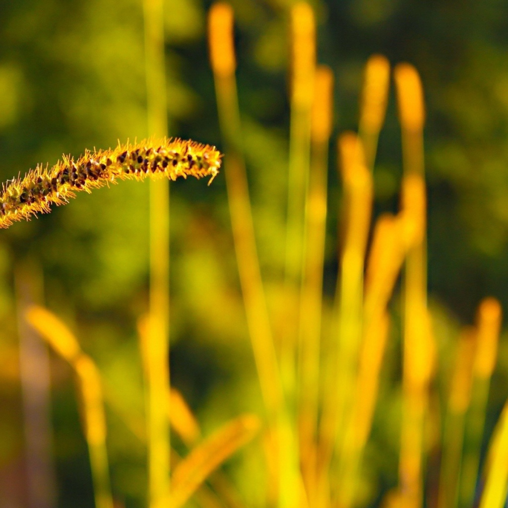 Колосок дикой травы с семенами