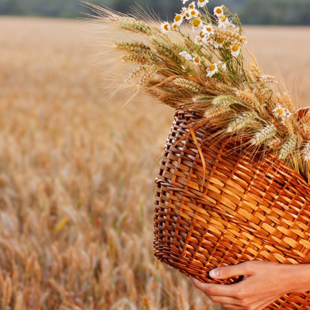 Колоски и ромашки в соломенной корзине