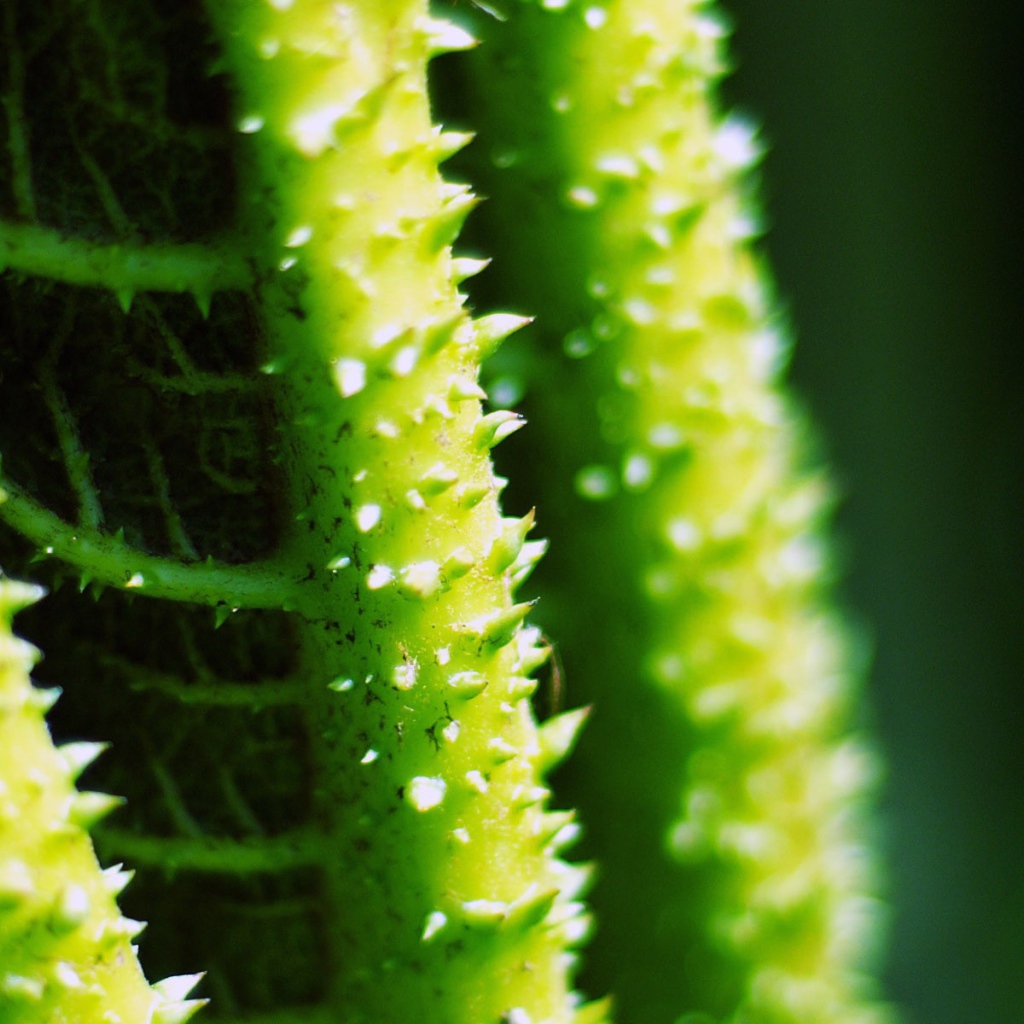 Колючки на зеленых стеблях растения