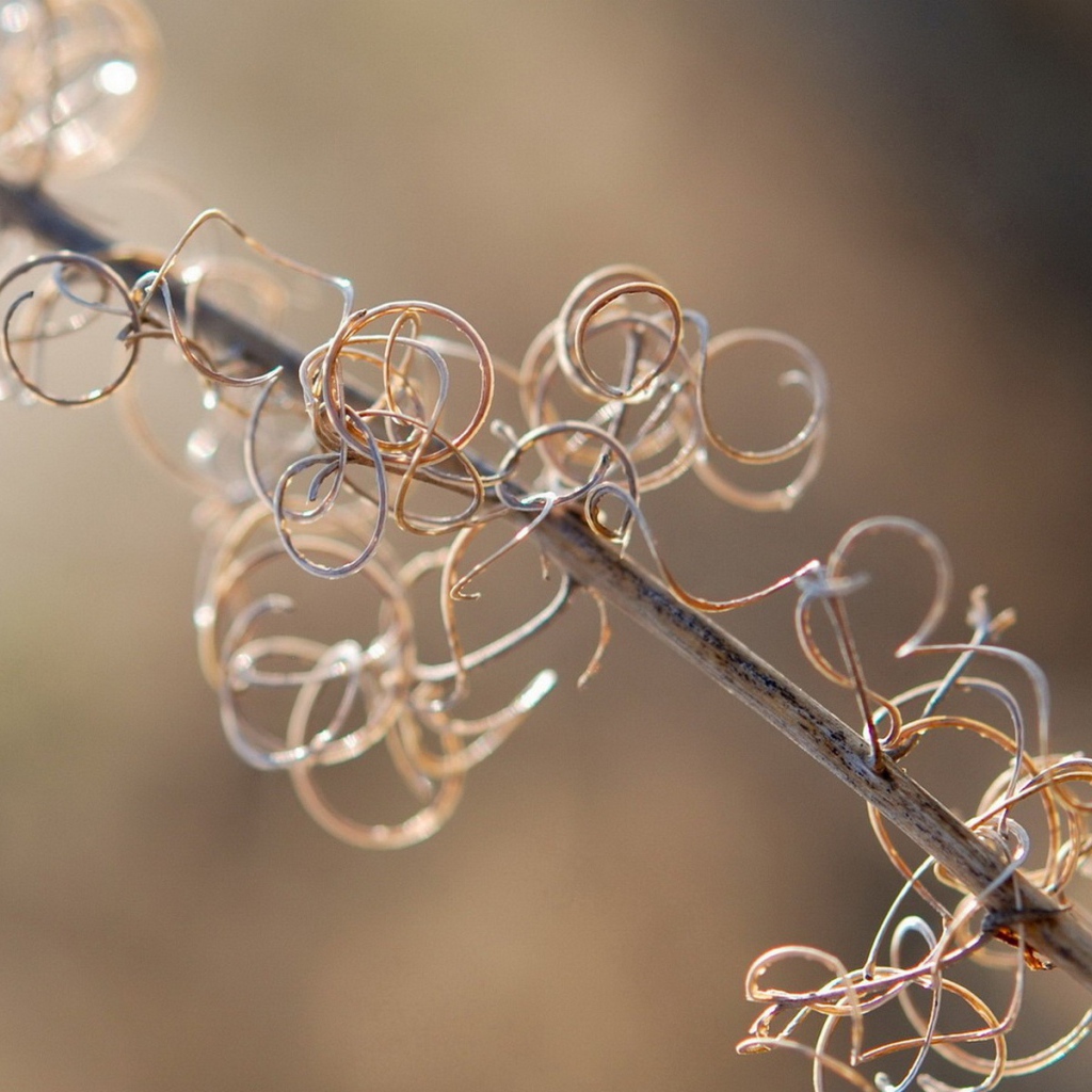 Спирали растения на ветке