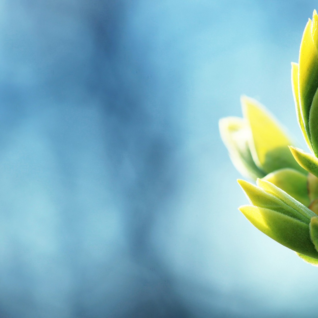 Распускаются весенние почки