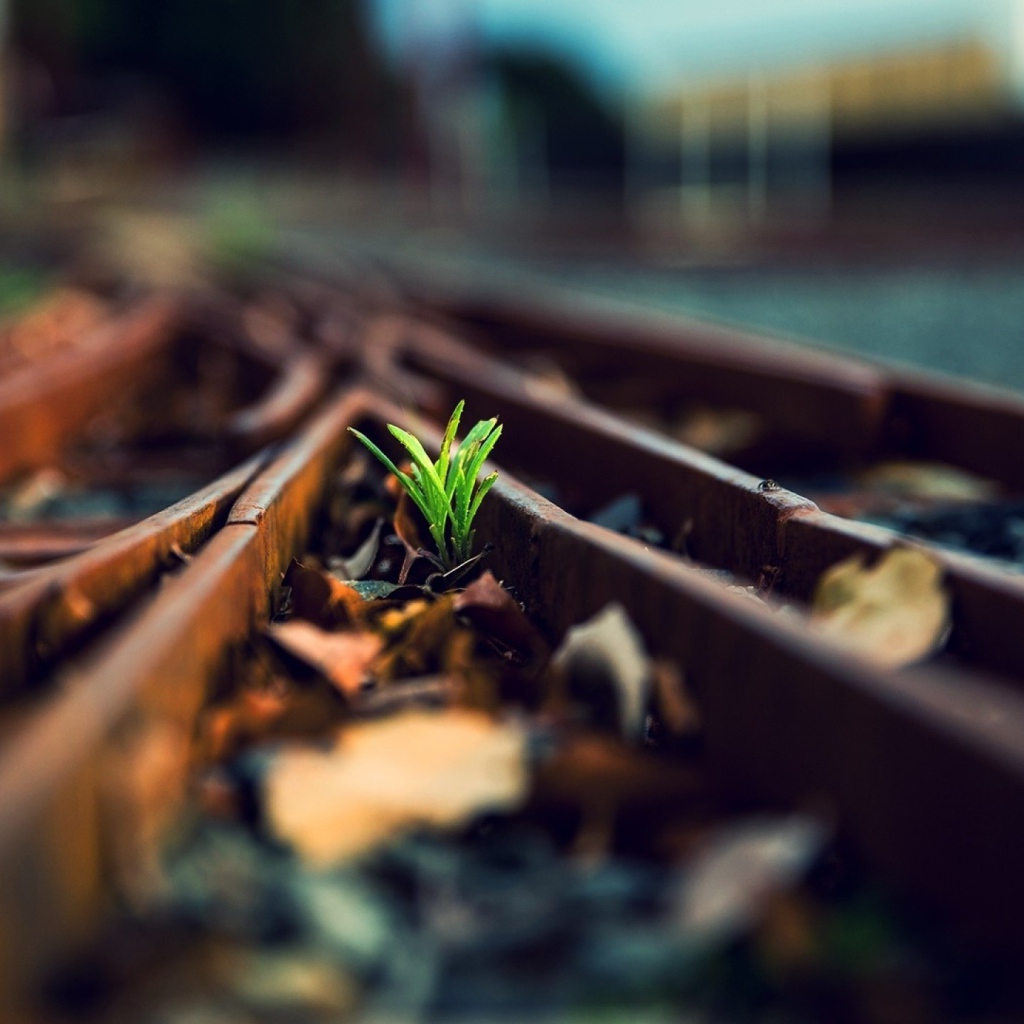 Росток между ржавых рельс железной дороги