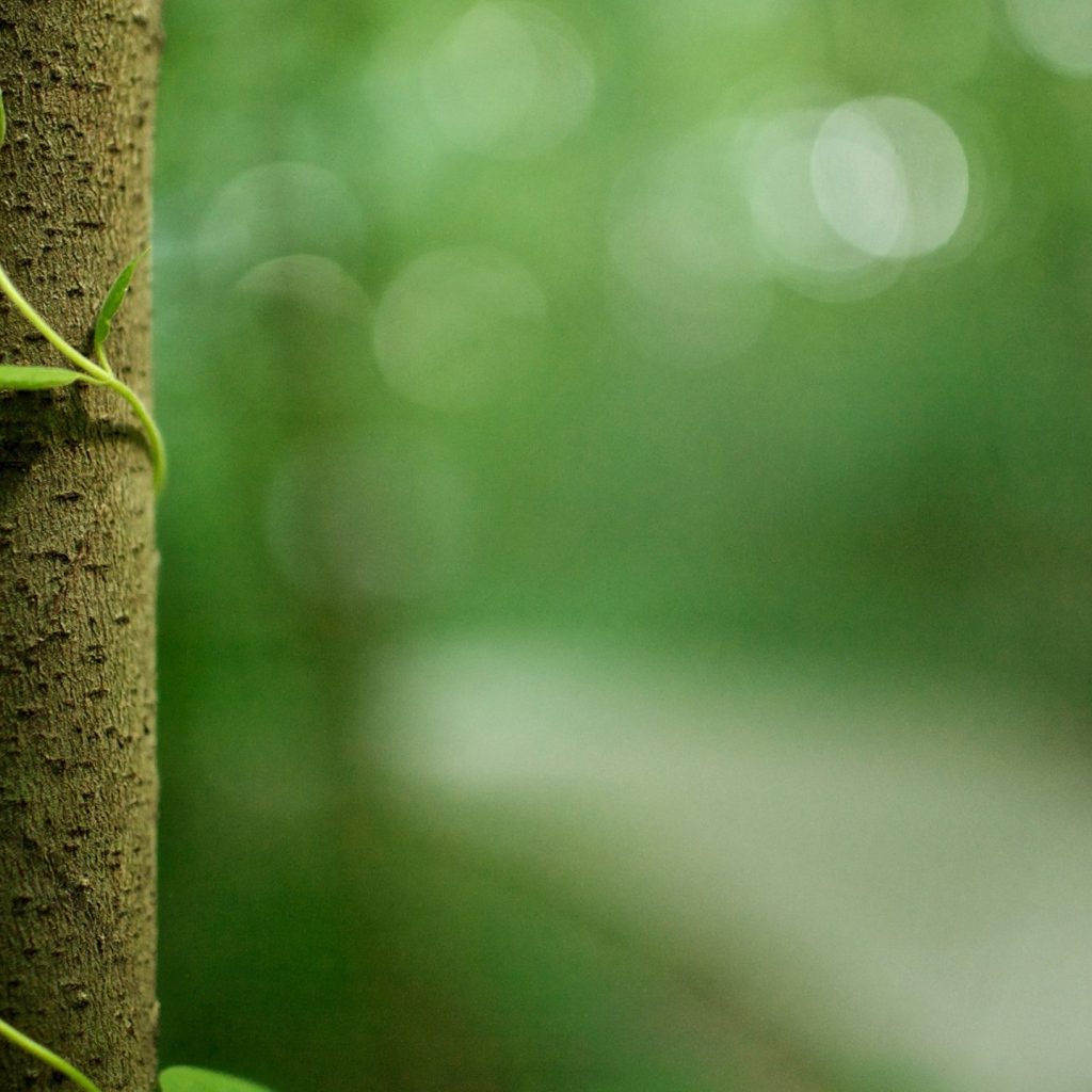 Росток обвивает ствол дерева