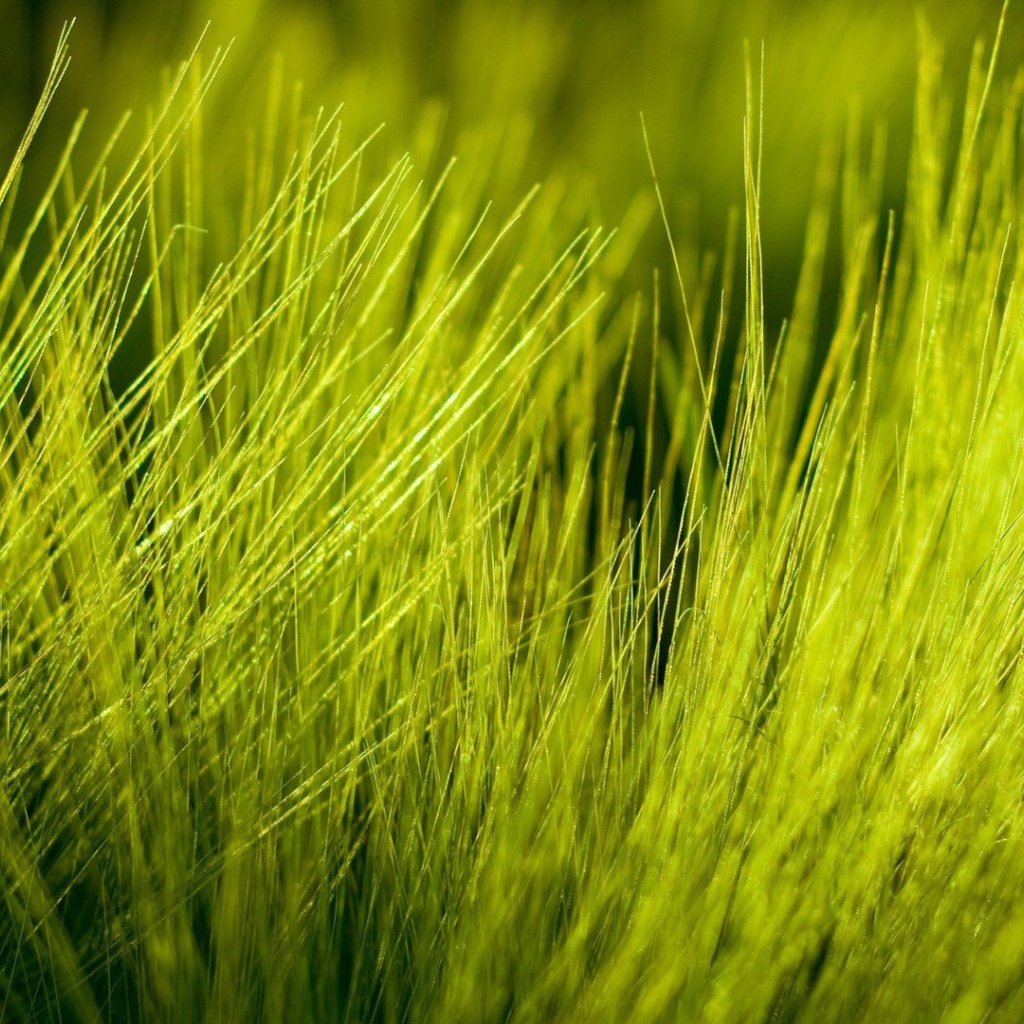 Нежно зеленые ростки пшеницы