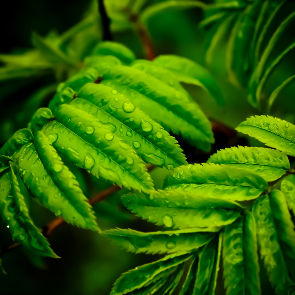 Капли на листьях папоротника
