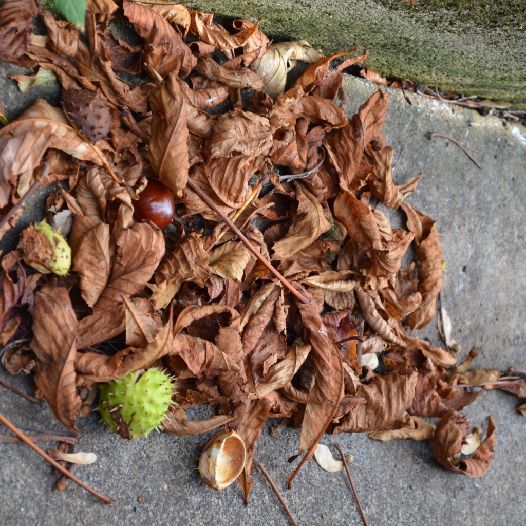 Плоды каштана на земле