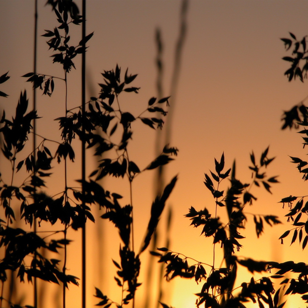 Трава на фоне заката