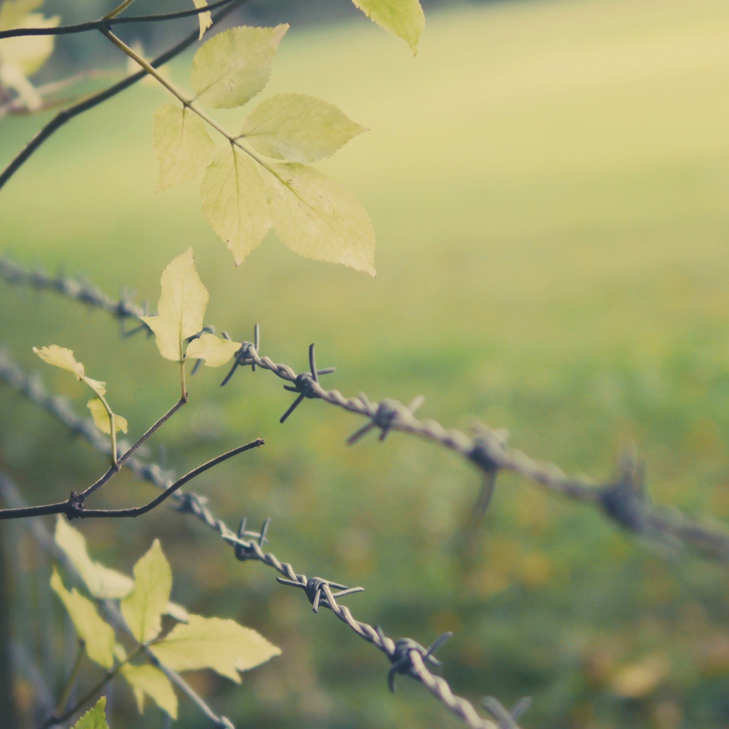 Листья дерева у колючей проволоки