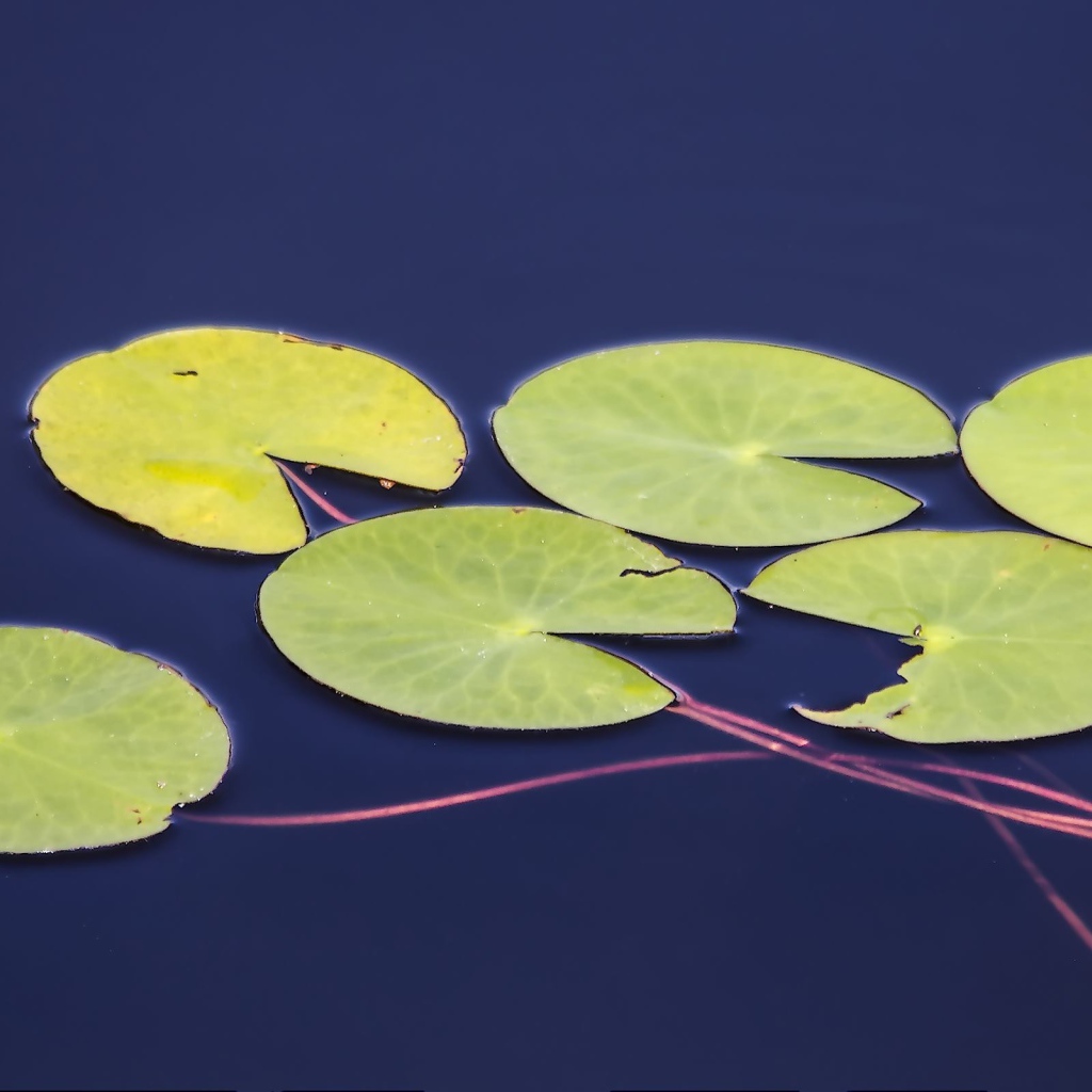 Листья водного растения