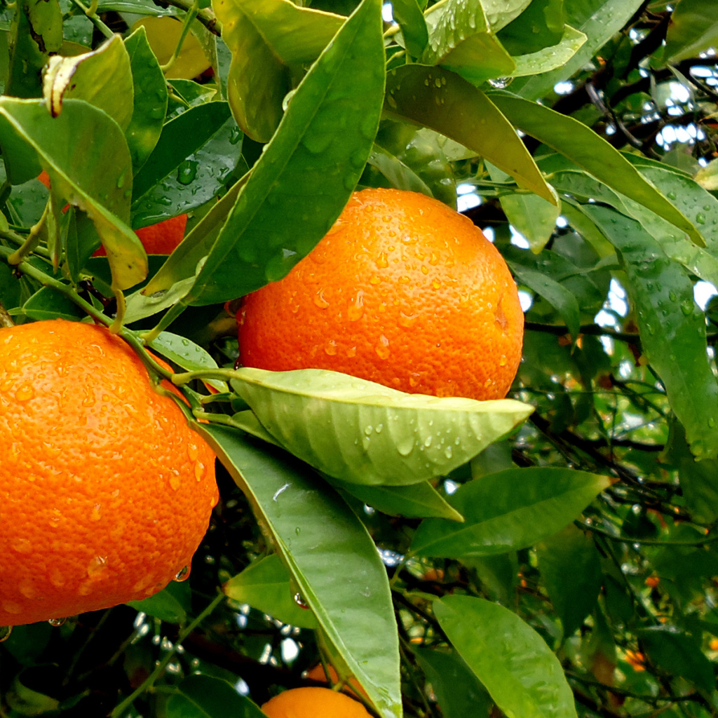 Апельсины на дереве