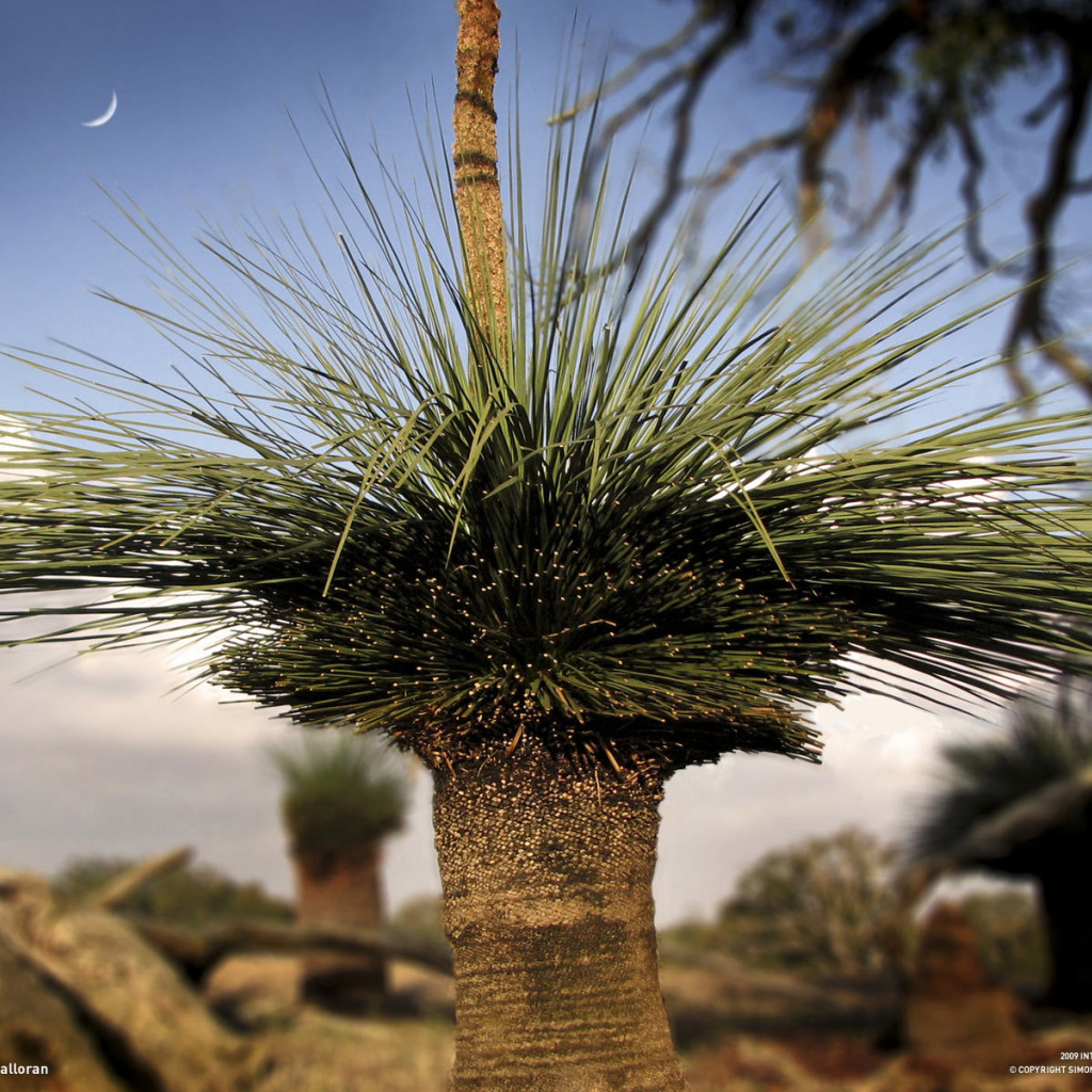 Оригинальные деревья