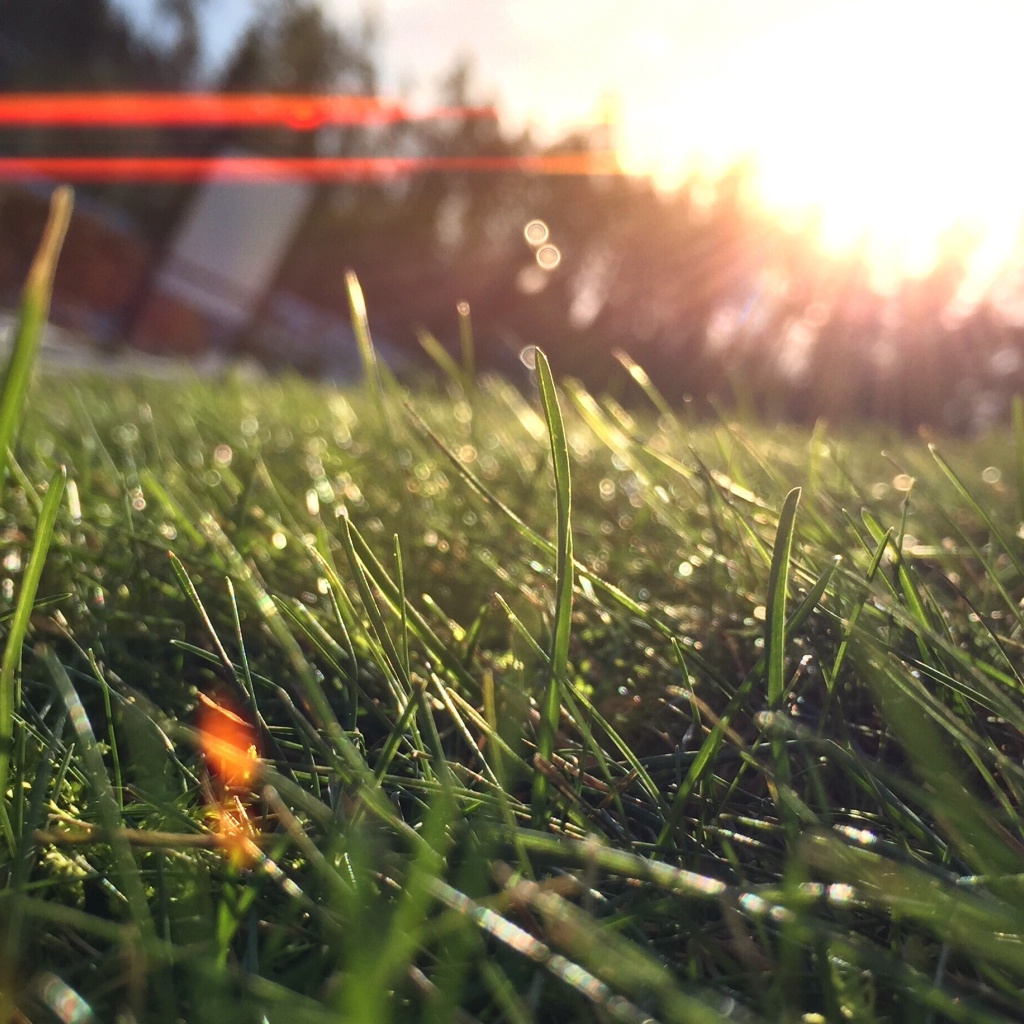Лучи утреннего солнца на траве