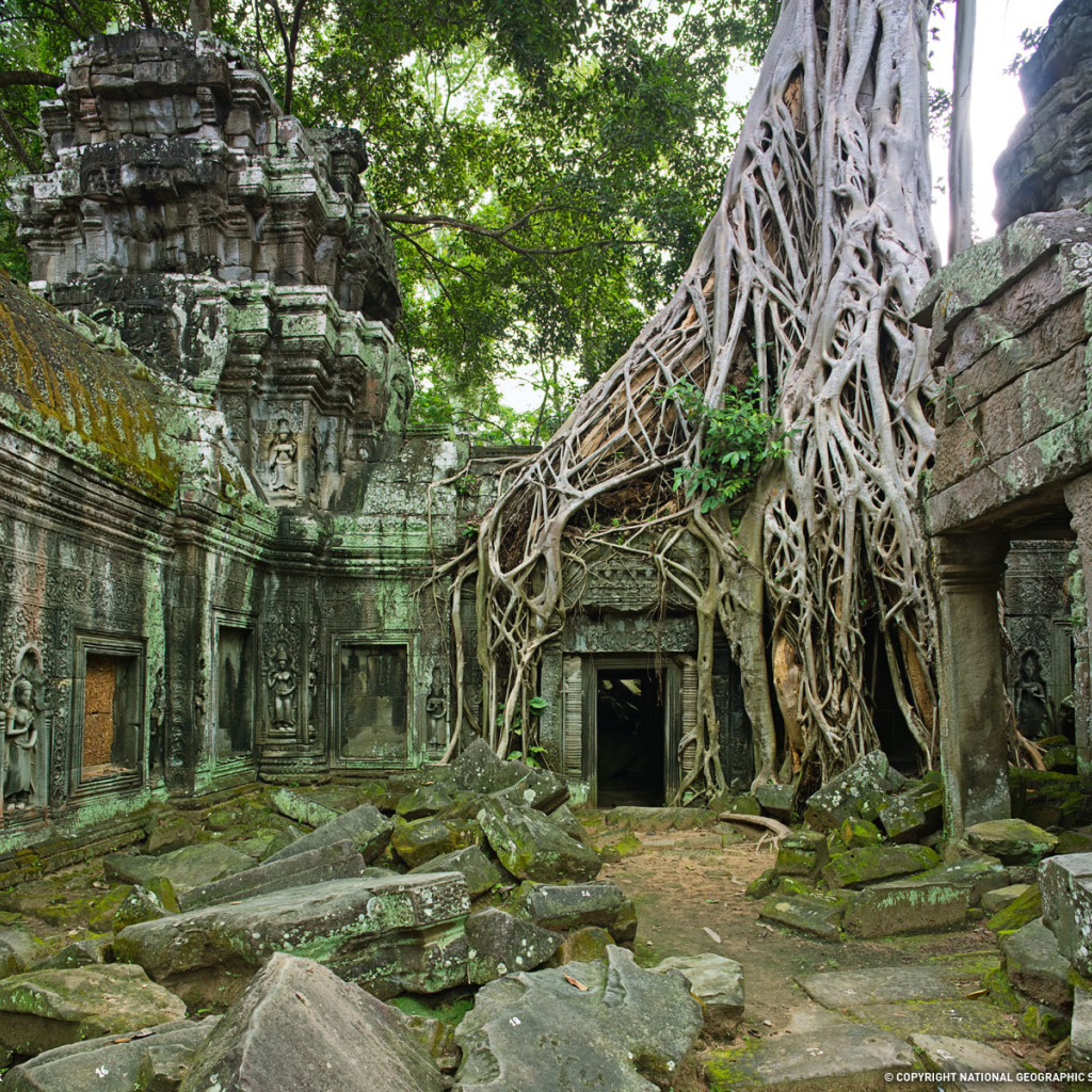 Корни дерева на развалинах