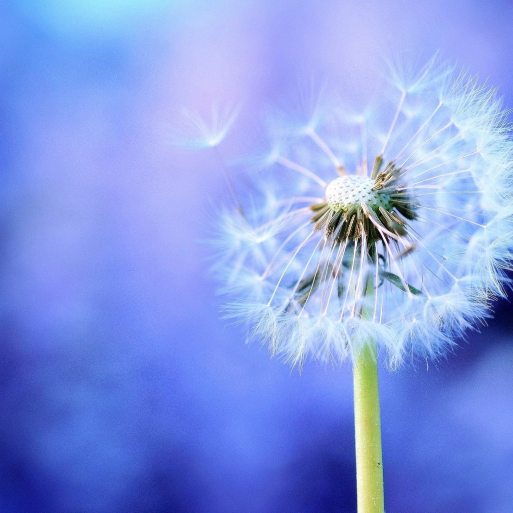 Семена одуванчика на голубом фоне