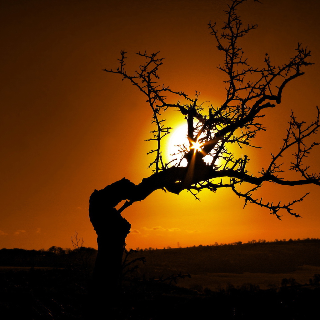 Силуэт дерева