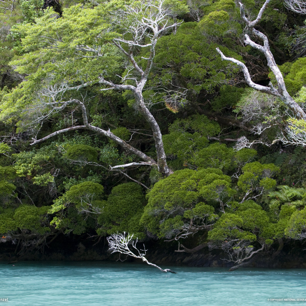 Деревья наклонились по ветру