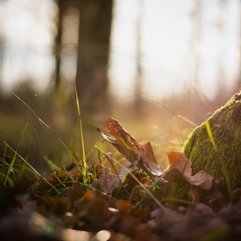 Тонкая трава пробивается сквозь прошлогодние листья