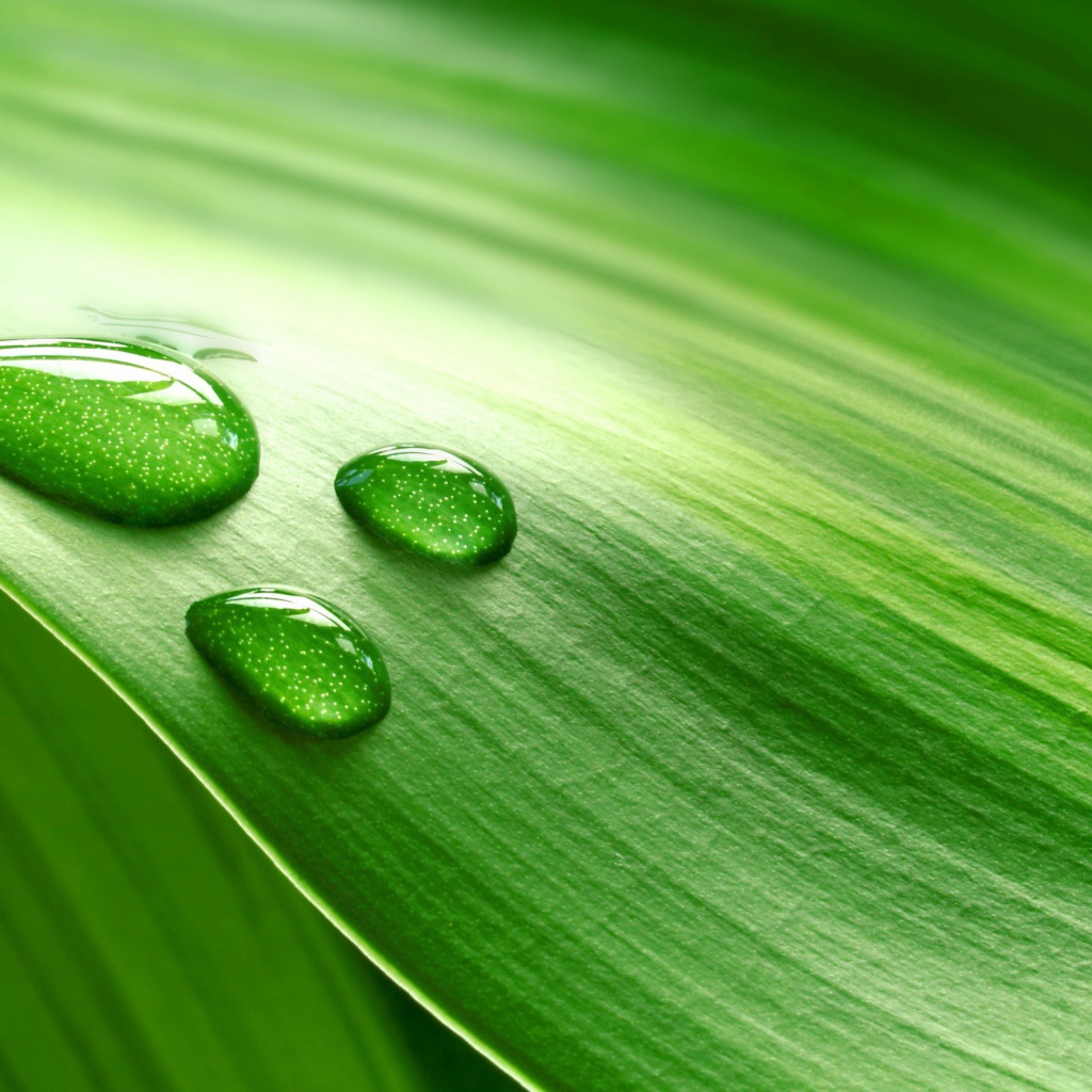 Три больших капли на зеленом листе