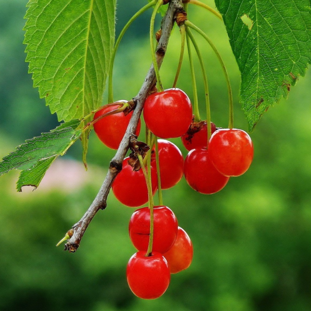 Гроздь полупрозрачных вишен