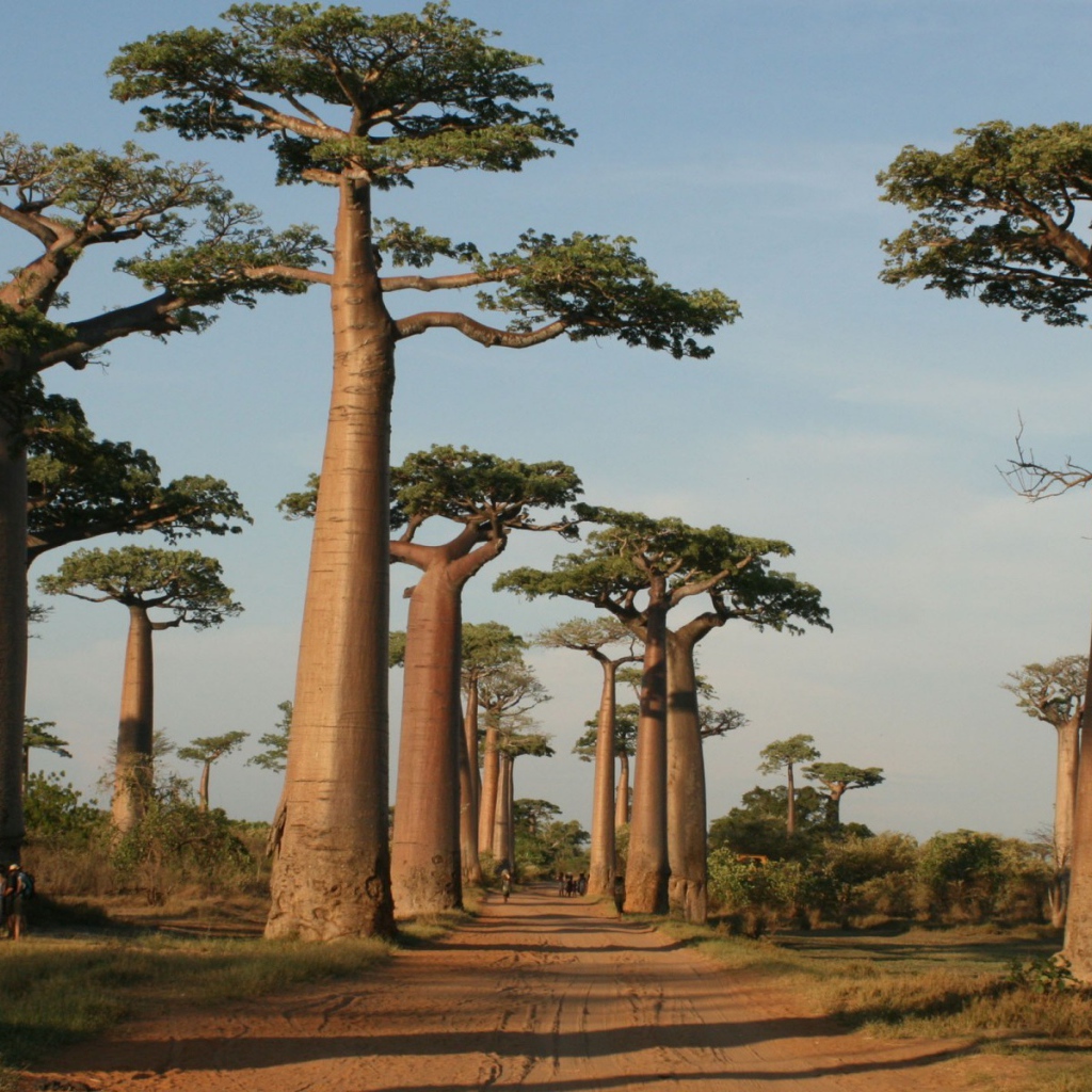 Trees beside the road in Madagascar