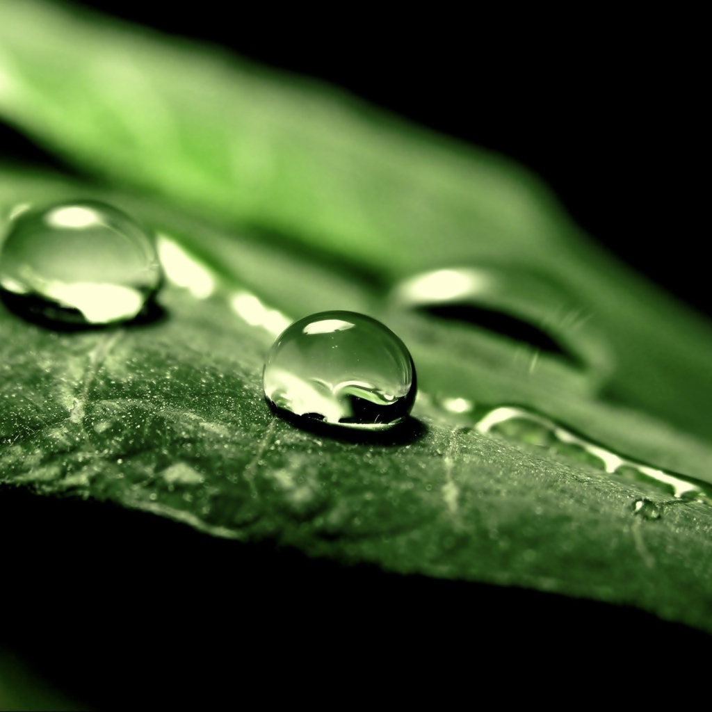 Две капли воды на зеленом листе
