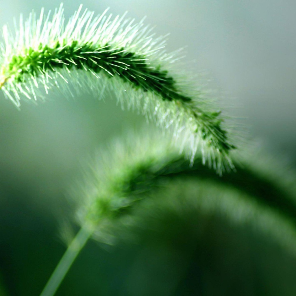 Два колоска дикого растения