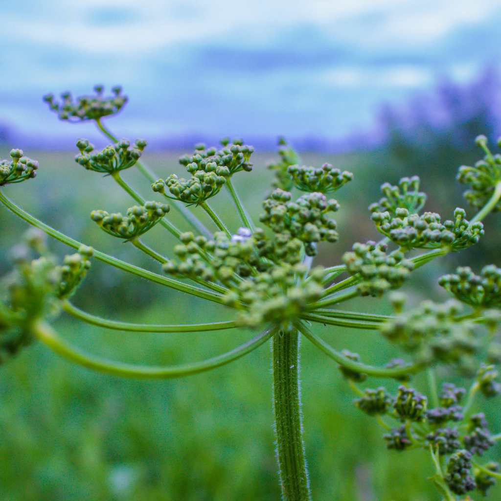 Зонтик зеленого сорняка