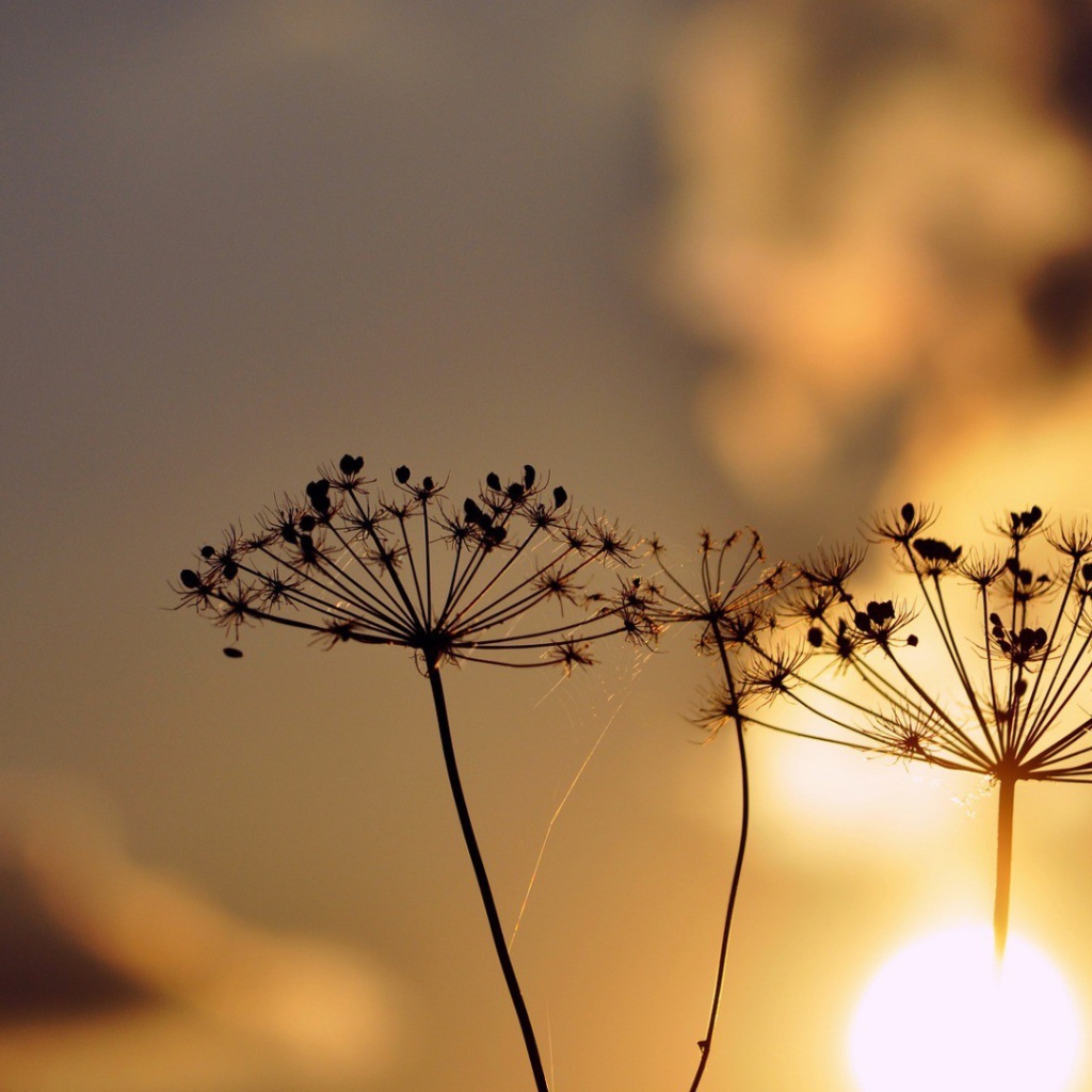 Зонтики с семенами растений