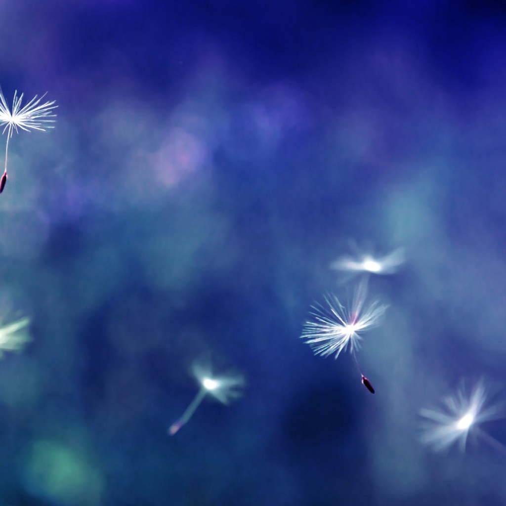 Зонтики с семенами разносятся ветром