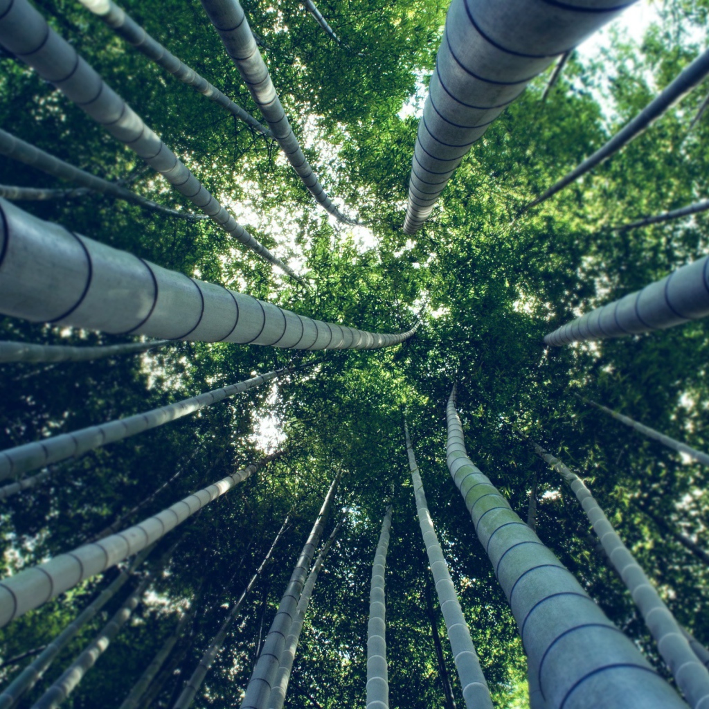 Под ветвями бамбука