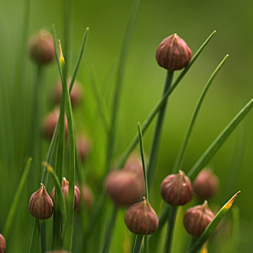 Нераскрывшиеся бутоны полевых цветов
