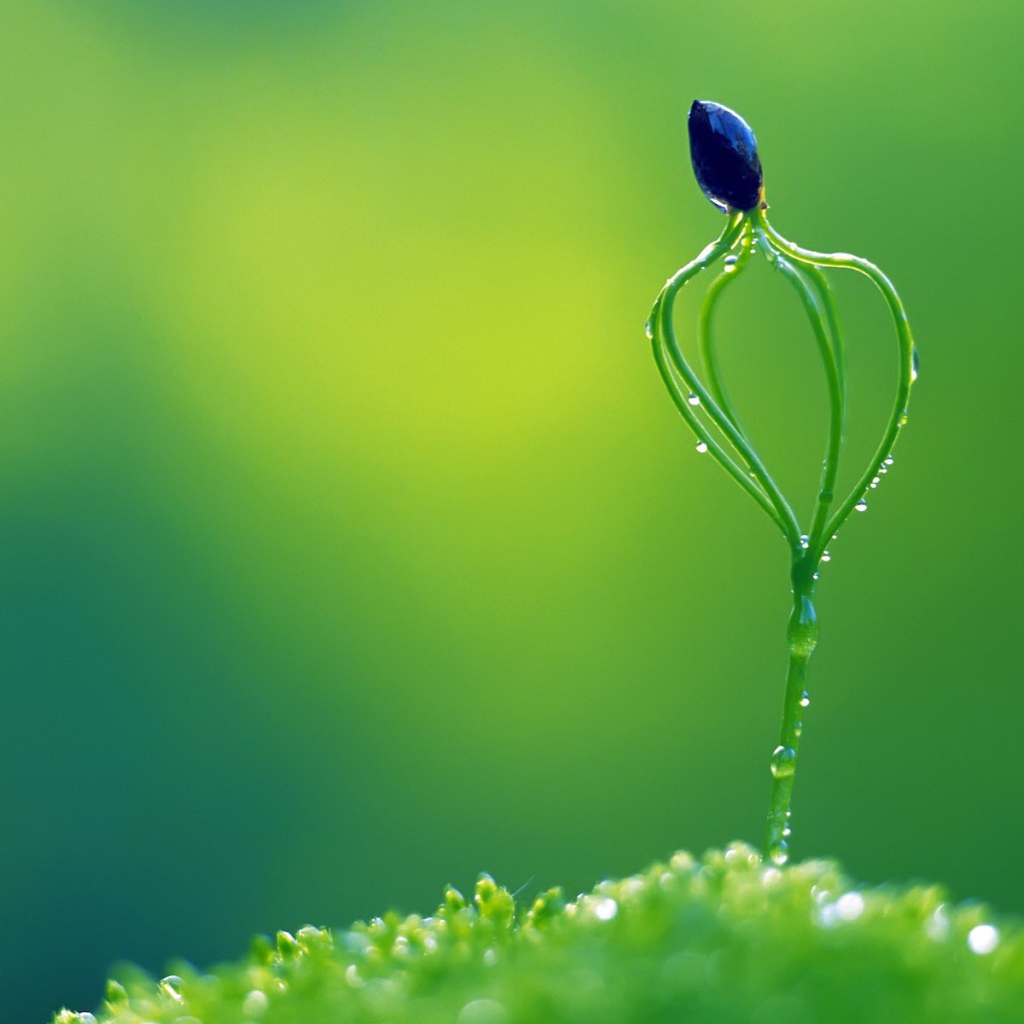 Необычный зеленый росток