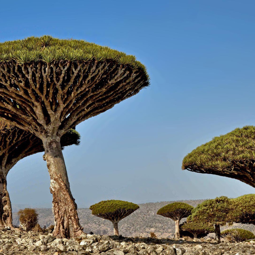 Необычные деревья в Африке