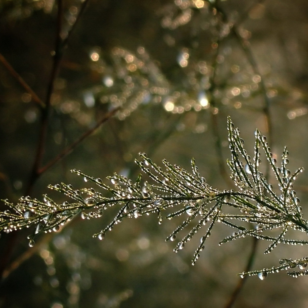 Капельки воды на ветке дерева